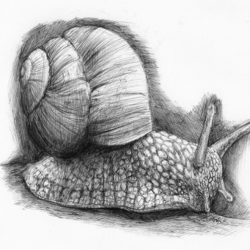 Snail Drawing Creative Style