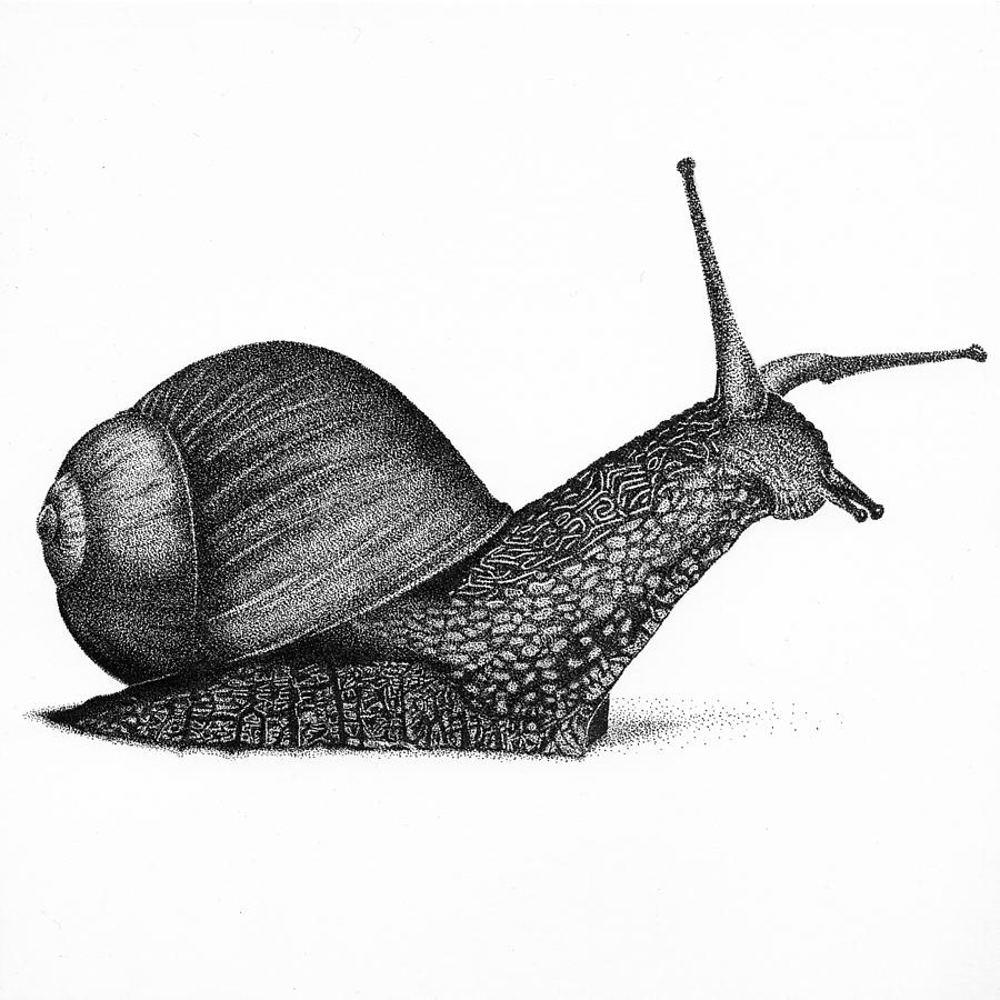 Snail Drawing Hand Drawn Sketch