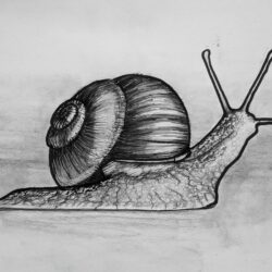 Snail Drawing Modern Sketch