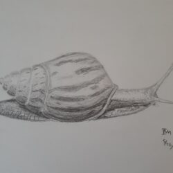 Snail Drawing Photo