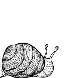 Snail Drawing Picture