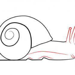 Snail Drawing Professional Artwork