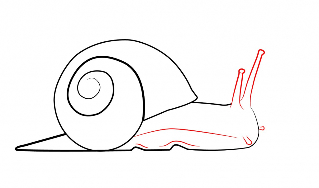 Snail Drawing Professional Artwork