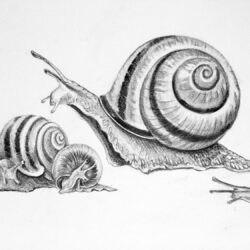 Snail Drawing Stunning Sketch