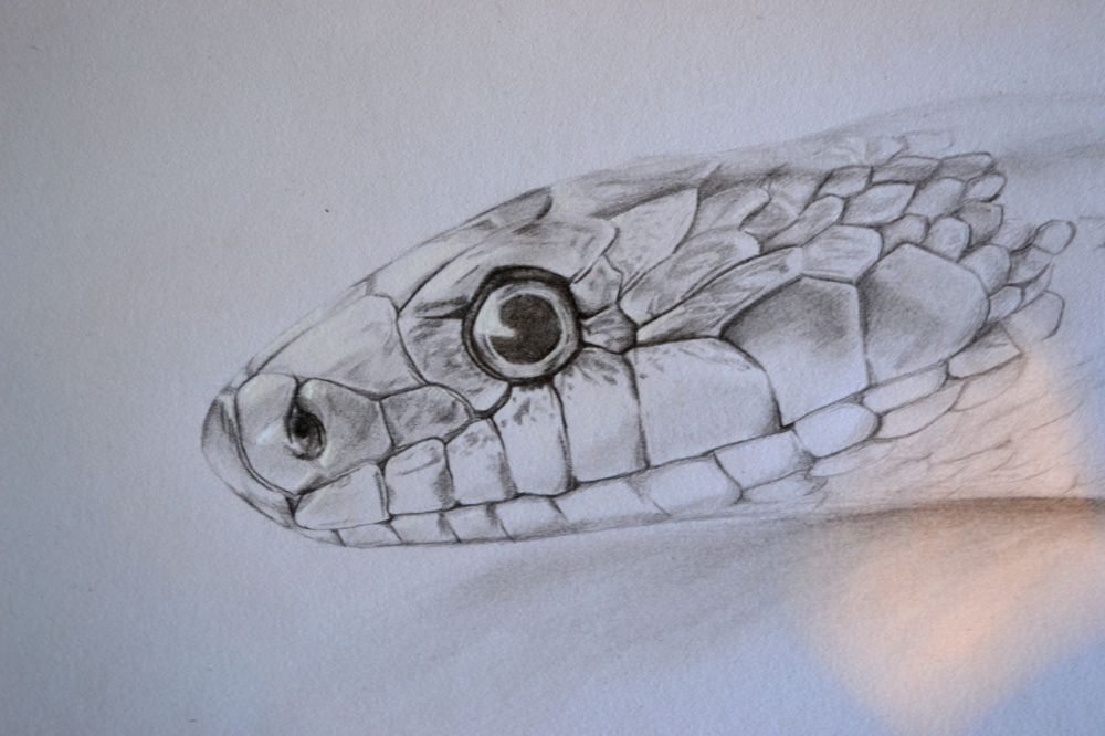 Snake Head Drawing Detailed Sketch