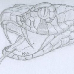 Snake Head Drawing Image
