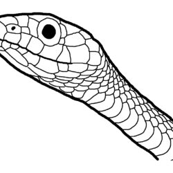 Snake Head Drawing Intricate Artwork