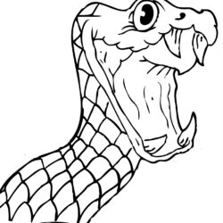 Snake Head Drawing Photo