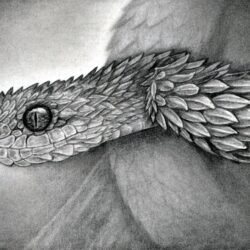 Snake Head Drawing Professional Artwork