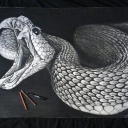 Snake Head Drawing Realistic Sketch