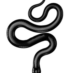 Snake Tattoo Drawing Art