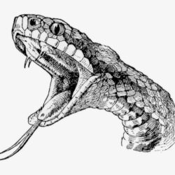 Snake Tattoo Drawing Creative Style