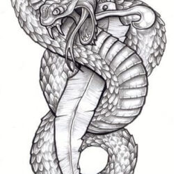 Snake Tattoo Drawing Detailed Sketch