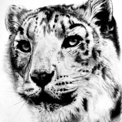 Snow Leopard Drawing