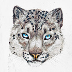 Snow Leopard Drawing Amazing Sketch