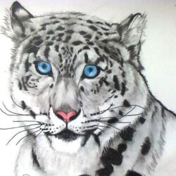 Snow Leopard Drawing Art