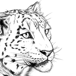 Snow Leopard Drawing Artistic Sketching