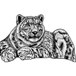 Snow Leopard Drawing Beautiful Artwork