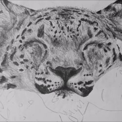 Snow Leopard Drawing Creative Style