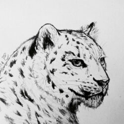 Snow Leopard Drawing Detailed Sketch