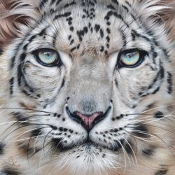 Snow Leopard Drawing Fine Art