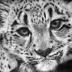 Snow Leopard Drawing Hand Drawn