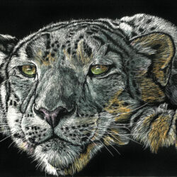 Snow Leopard Drawing Image