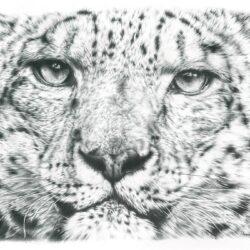 Snow Leopard Drawing Photo