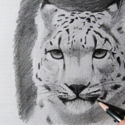 Snow Leopard Drawing Picture