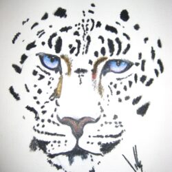 Snow Leopard Drawing Realistic Sketch