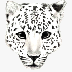 Snow Leopard Drawing Sketch