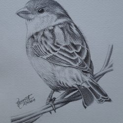 Sparrow Drawing Artistic Sketching