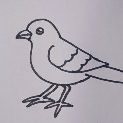Sparrow Drawing Detailed Sketch