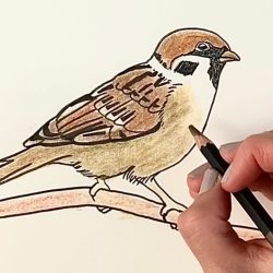 Sparrow Drawing Image