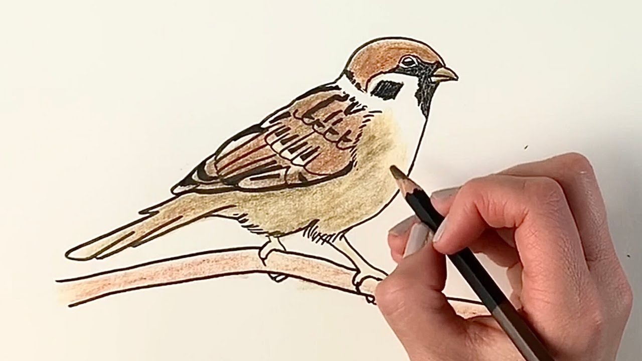 Sparrow Drawing Image
