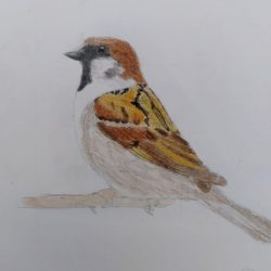 Sparrow Drawing Photo