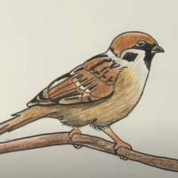 Sparrow Drawing Realistic Sketch
