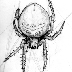Spider Drawing