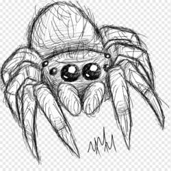 Spider Drawing Art
