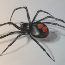 Spider Drawing Creative Style