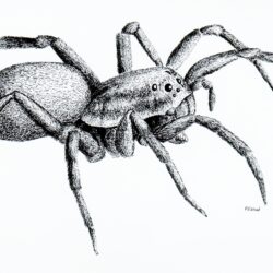 Spider Drawing Hand Drawn