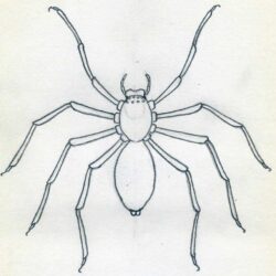 Spider Drawing Image