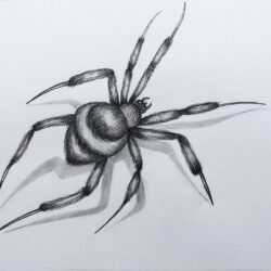 Spider Drawing Intricate Artwork
