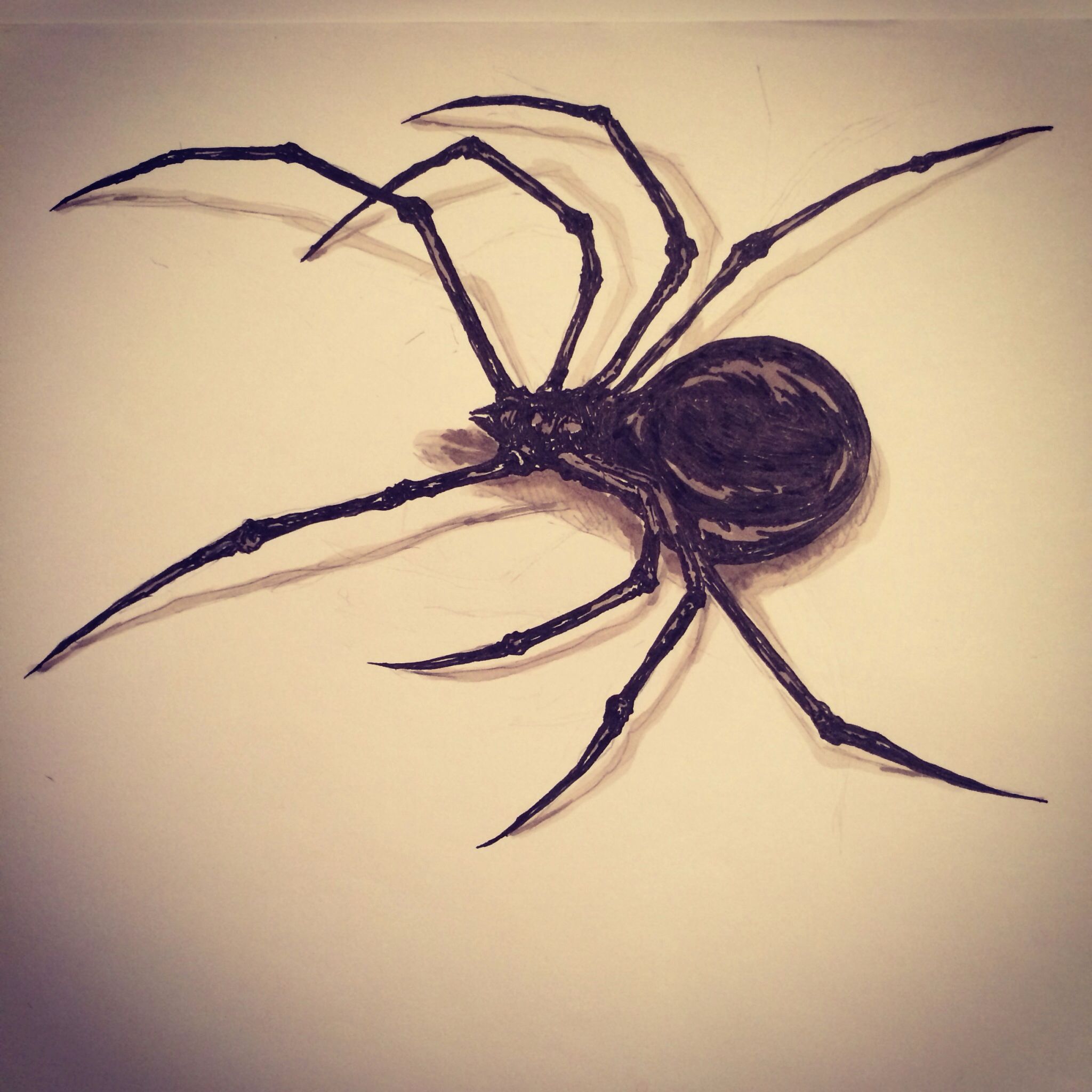 Spider Drawing Sketch