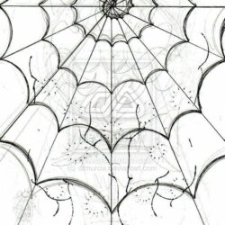 Spider Web Drawing Fine Art