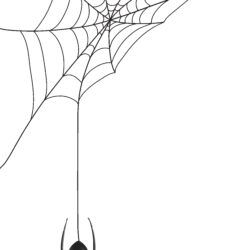 Spider Web Drawing Intricate Artwork