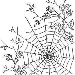 Spider Web Drawing Professional Artwork