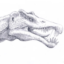 Spinosaurus Drawing Picture