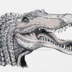 Spinosaurus Drawing Unique Art