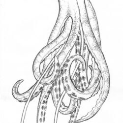 Squid Drawing Artistic Sketching